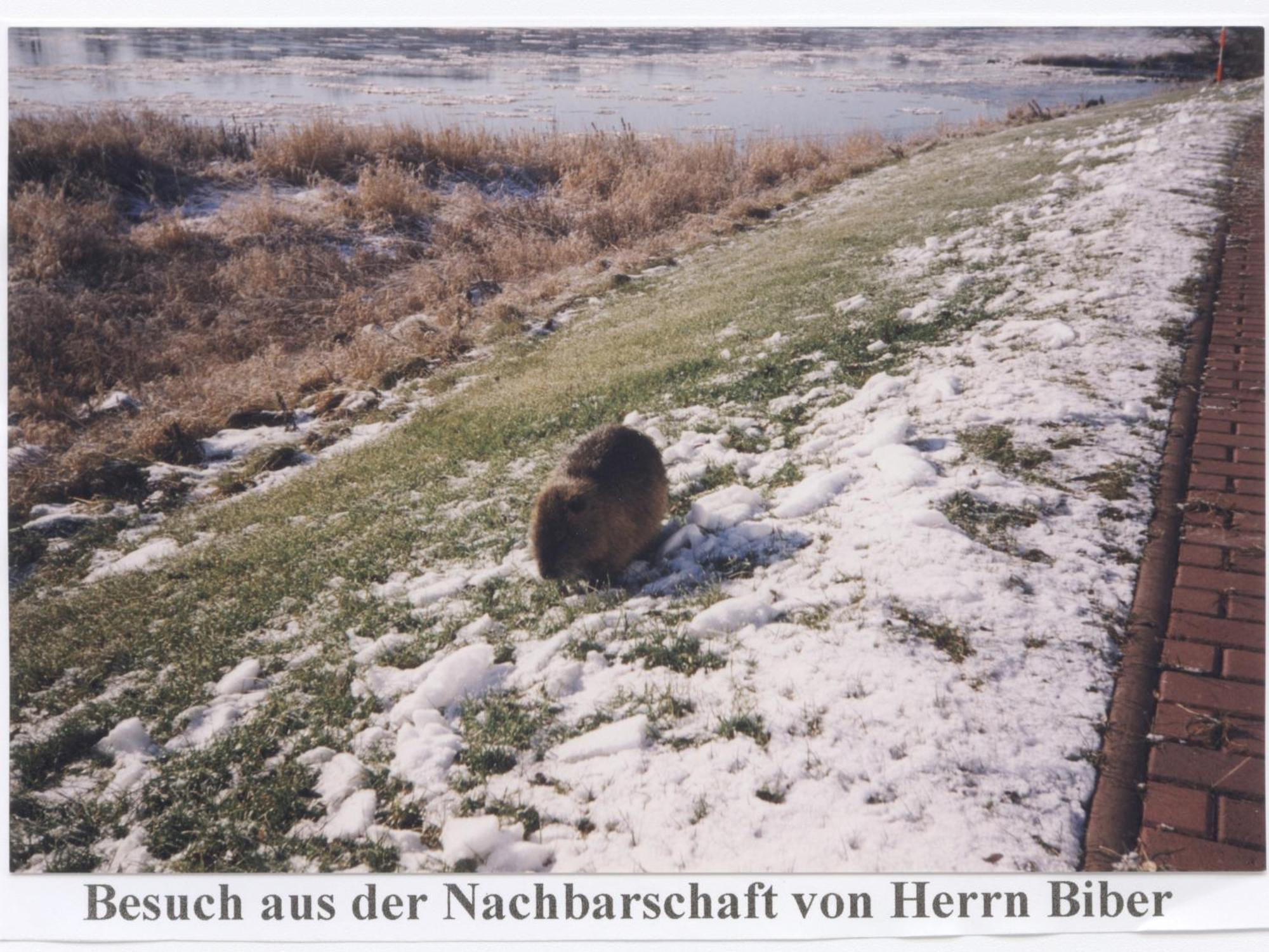 Elbterrassen Zu Brambach Hotell Dessau-Rosslau Exteriör bild