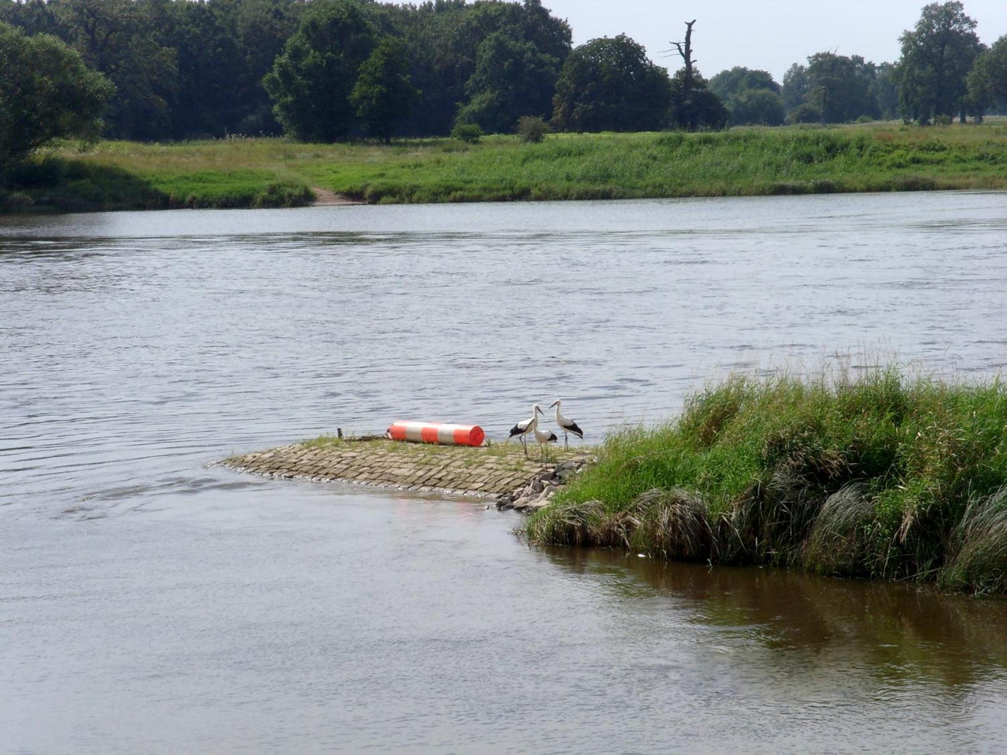 Elbterrassen Zu Brambach Hotell Dessau-Rosslau Exteriör bild